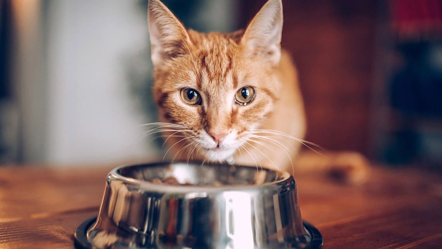 Orientações para uma Alimentação Saudável dos Pets
